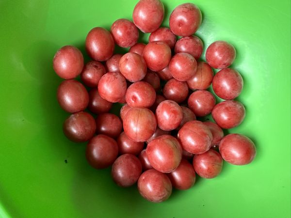 Plumbowl