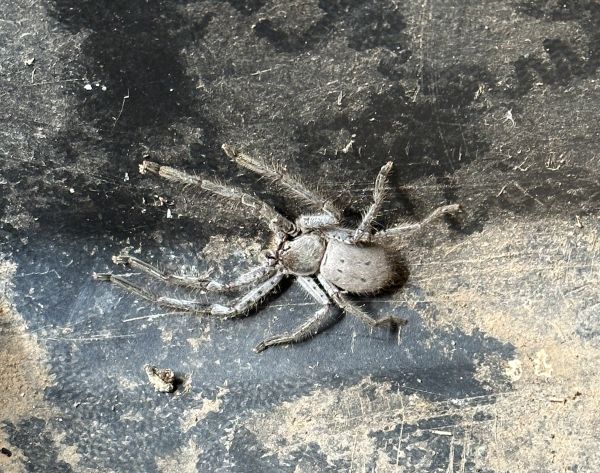 Wheelbarrow huntsman