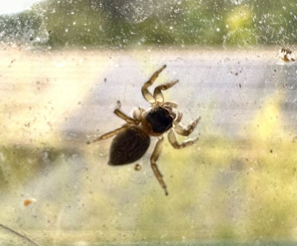 Window spider
