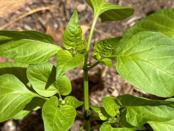 Capsicum buds