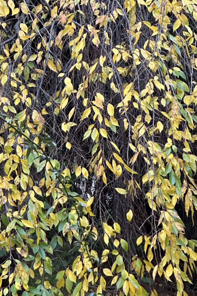 Cherry tree turning