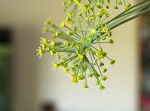 Dill flowers