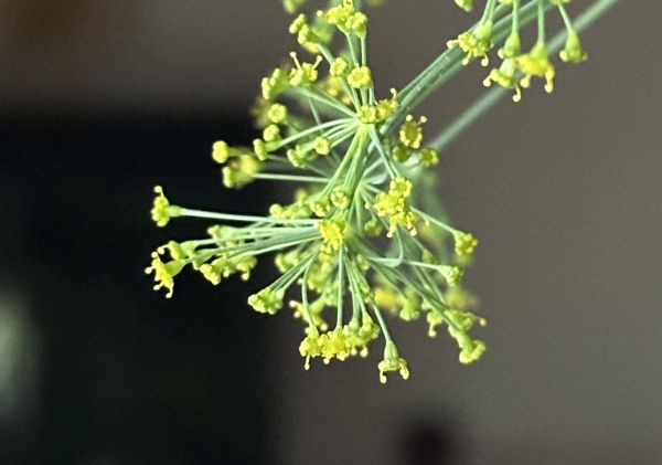 Dill flowers