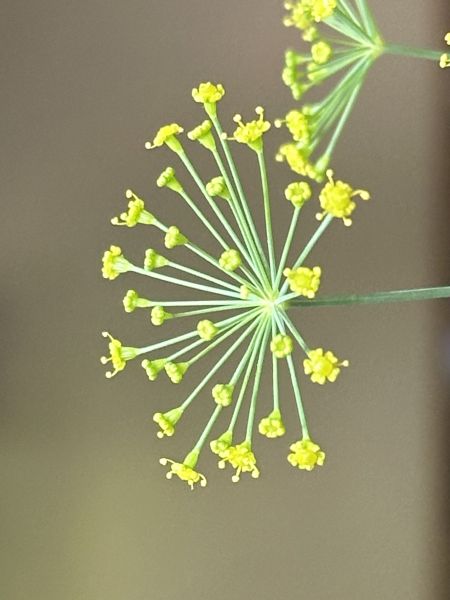 Dill flowers