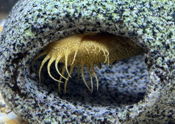 Sea creature