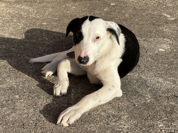 Oreo