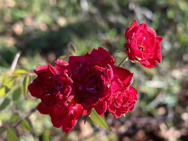 Roses