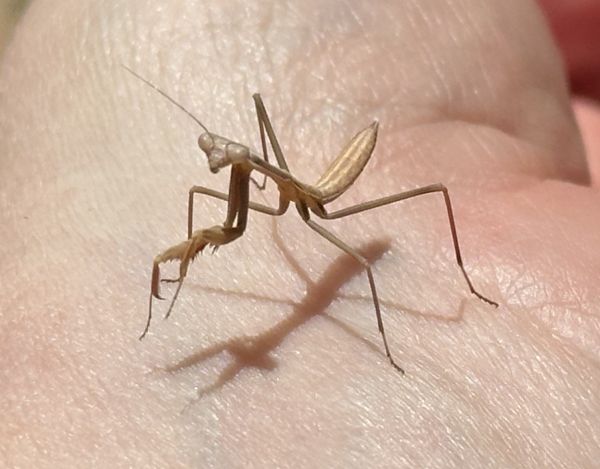 Teeny praying mantis