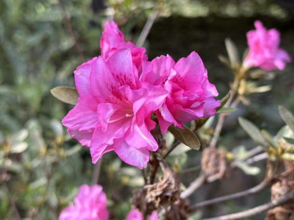 Azaleas