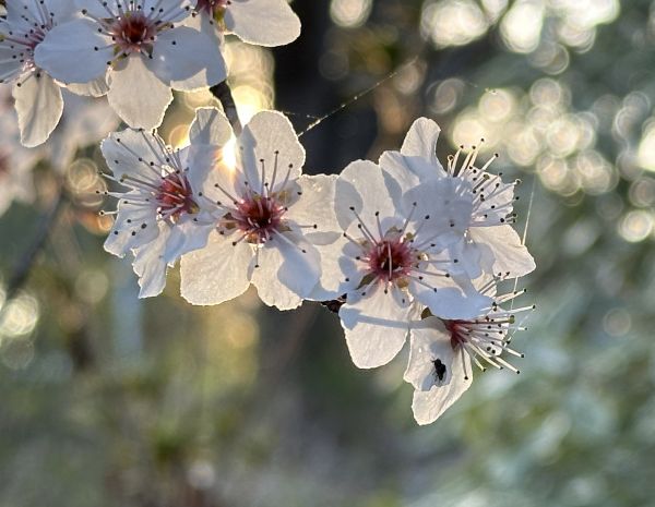 Backlit plum blossoms