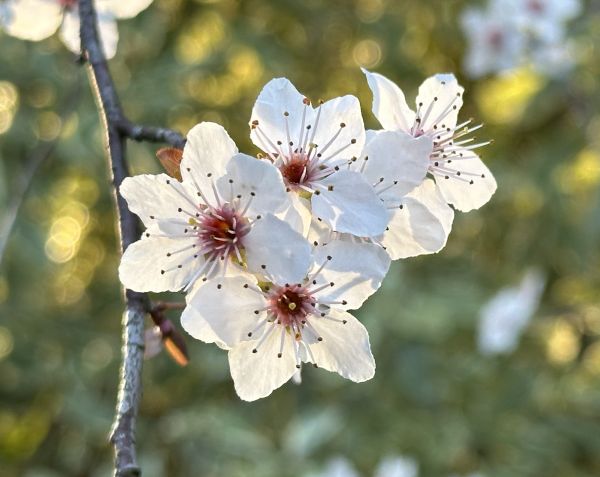 Backlit plum blossoms