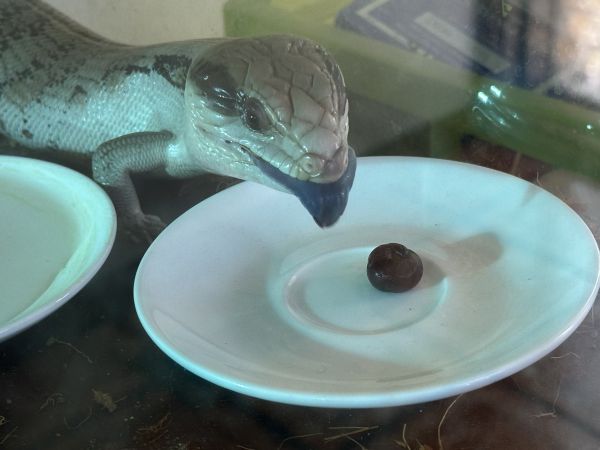 Stumpy and a blueberry