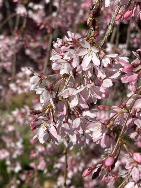 Cherry tree flowers