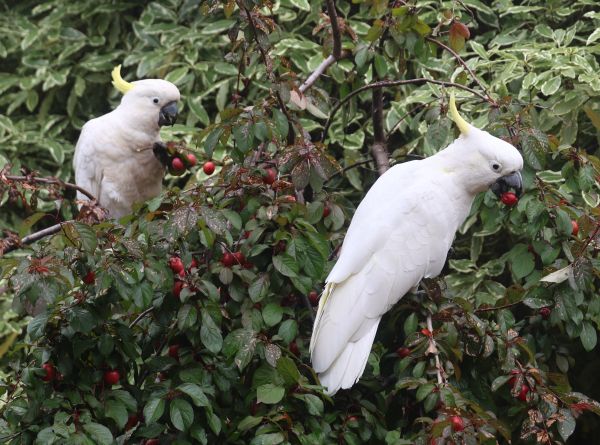 Cockatoos in the plum tree