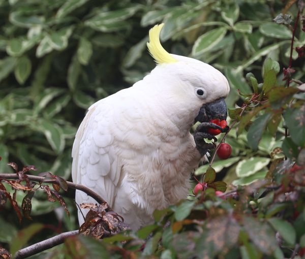 Cockatoos in the plum tree