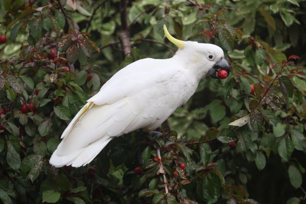 Cockatoos in the plum tree