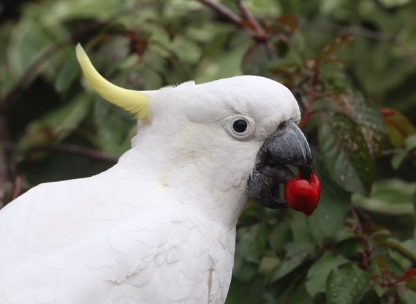 Cockatoos in the plum tree