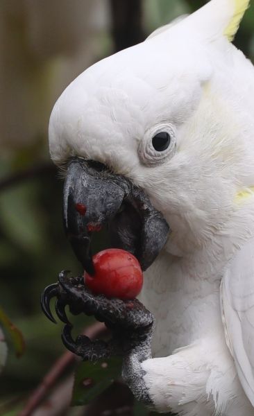 Cockatoos in the plum tree