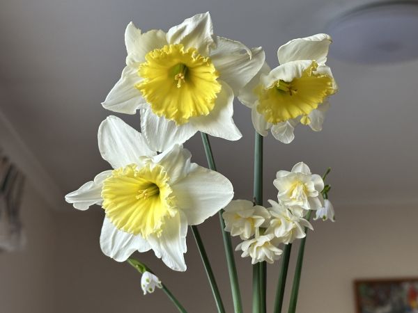 Daffodils