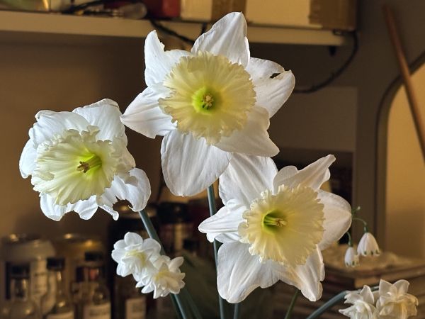Daffodils
