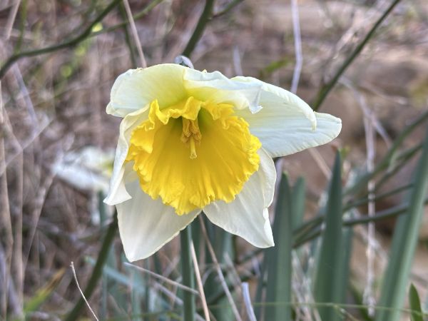 Daffodil