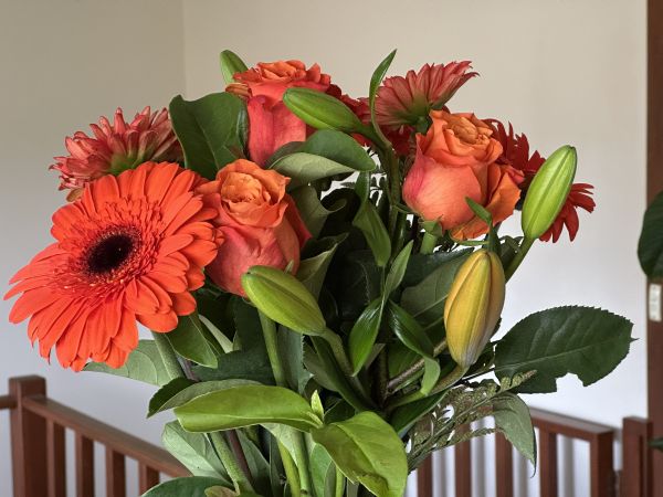 Dark orange flowers
