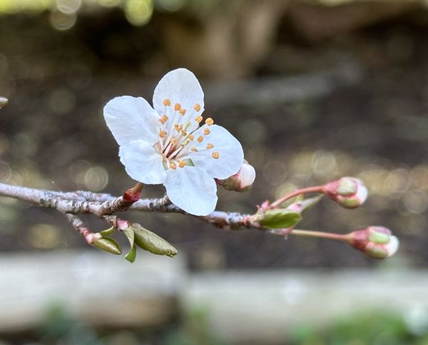 First plum flower