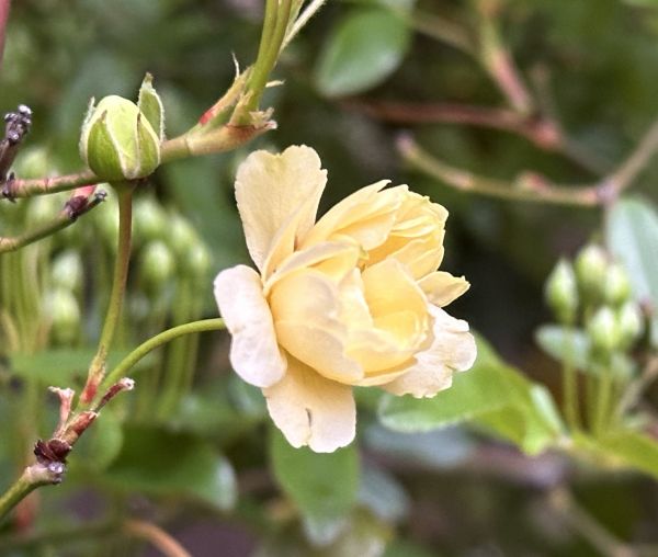 First climbing rose