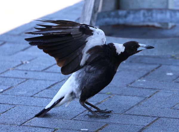 Four Winds magpie