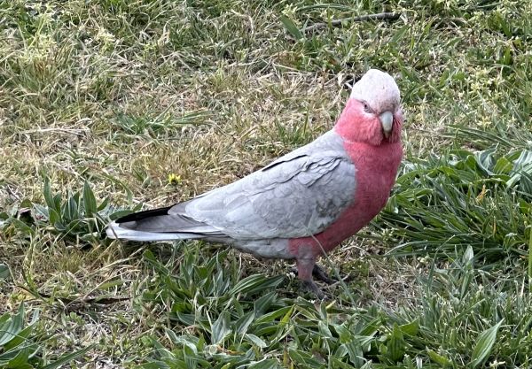 Galah