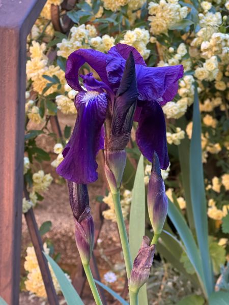 Purple irises