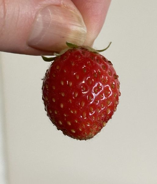 Last strawberry