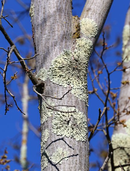 Palmerville textures