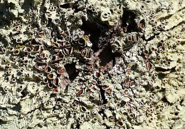 Palmerville textures