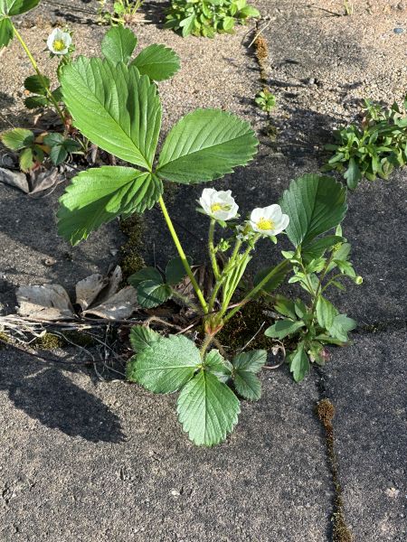 Paver weed strawberries