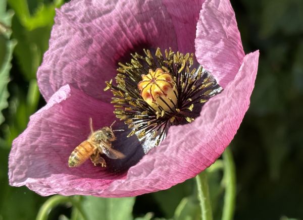 Purple poppy and bee