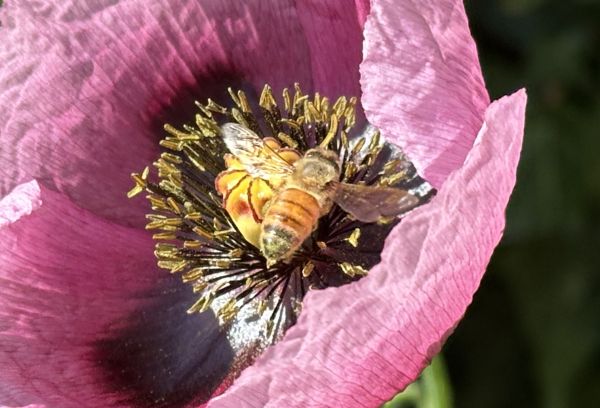 Purple poppy and bee