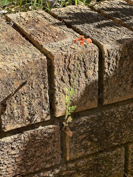 Brick poppy