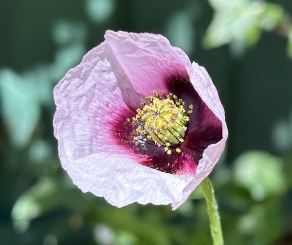 Purple poppy