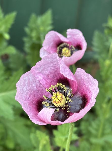 Purple poppy