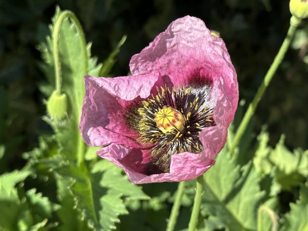 Purple poppy