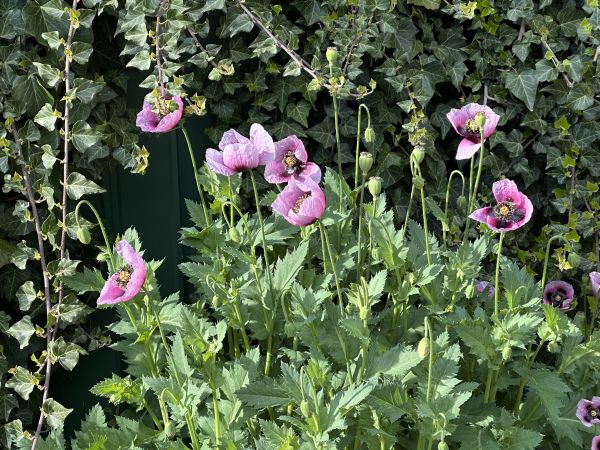 Purple poppies