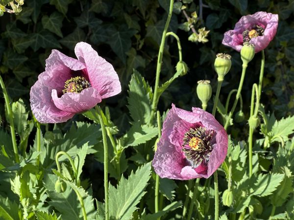 Purple poppies