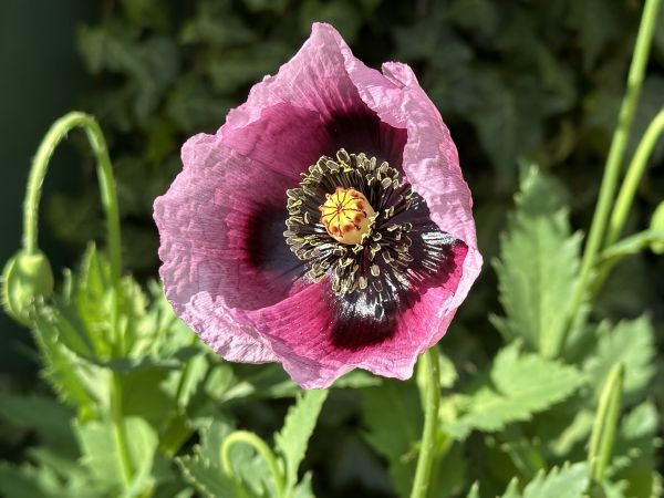 Purple poppy