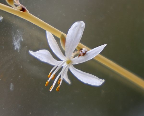 Ribbon grass flower Canon