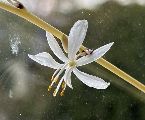 Ribbon grass flower phone