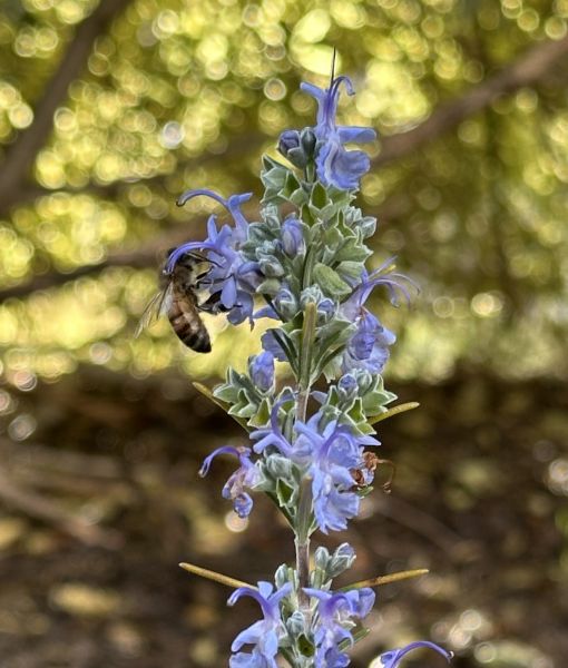 Rosemary and bee