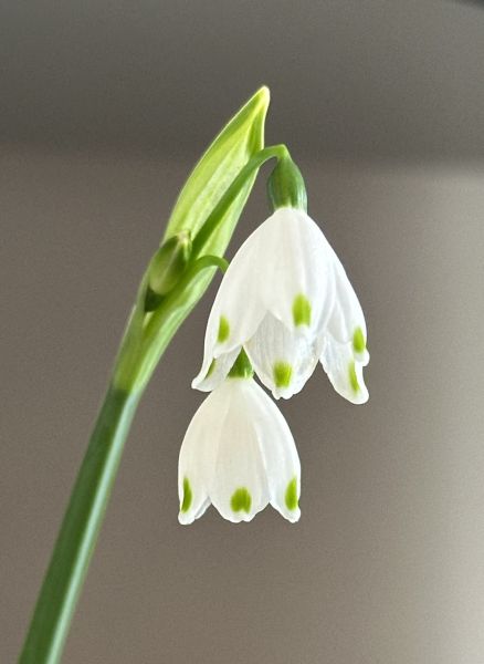 Snow drop