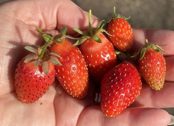 Strawberry haul