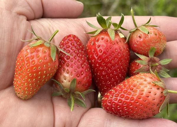 Strawberry haul